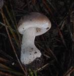 Fleischblättriger Egerlingsschirmling, Foto 18