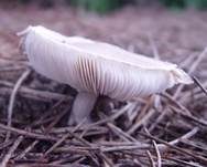 Fleischblättriger Egerlingsschirmling, Foto 20