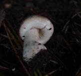 Fleischblättriger Egerlingsschirmling, Foto 22