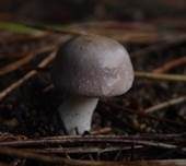 Fleischblättriger Egerlingsschirmling, Foto 23