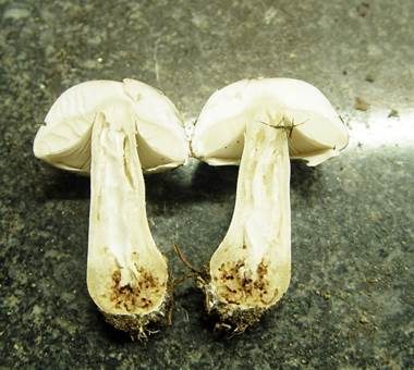 Fleischblättriger Egerlingsschirmling, Foto 5