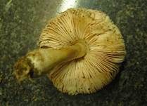 Fleischblättriger Egerlingsschirmling, Foto 6