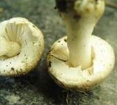 Fleischblättriger Egerlingsschirmling, Foto 7