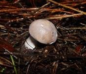 Fleischblättriger Egerlingsschirmling, Foto 10
