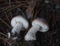 Fleischblättriger Egerlingsschirmling, Foto 11