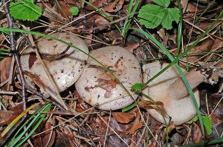 Fleischblasser Milchling, Foto 2