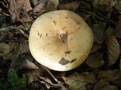 Fleischblasser Milchling, Foto 5