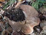 Fleischblasser Milchling, Foto 7