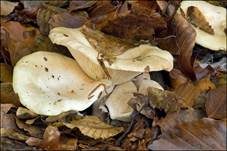 Fleischblasser Milchling, Foto 11