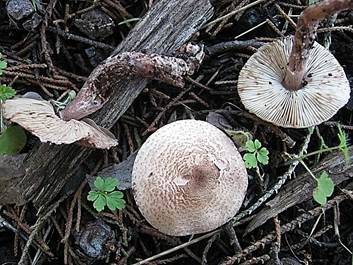 Fleischbrauner Schirmling, Foto 2