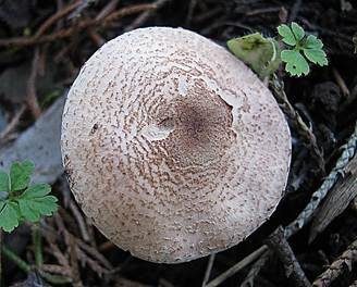 Fleischbrauner Schirmling, Foto 4