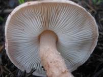 Fleischbrauner Schirmling, Foto 7