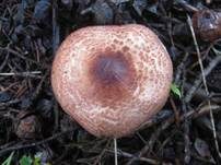 Fleischbrauner Schirmling, Foto 8