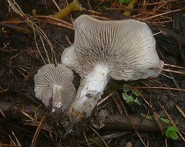 Fleischbräunlicher Anistrichterling, Foto 2