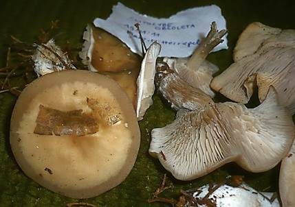 Fleischbräunlicher Anistrichterling, Foto 5