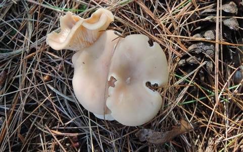 Fleischfalber Trichterling, Foto 3