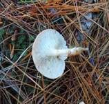 Fleischfalber Trichterling, Foto 14
