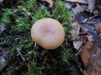 Fleischfalber Trichterling, Foto 15