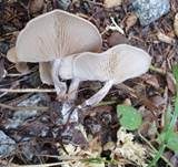 Fleischfalber Trichterling, Foto 16