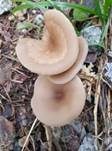 Fleischfalber Trichterling, Foto 17