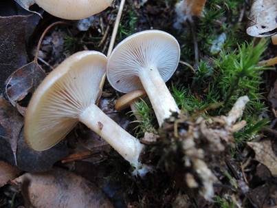 Fleischfalber Trichterling, Foto 4