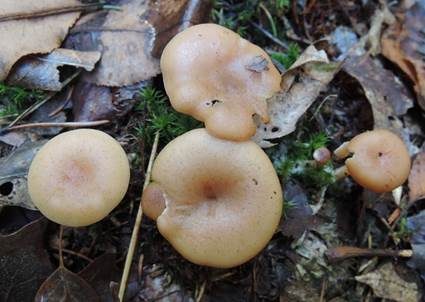 Fleischfalber Trichterling, Foto 5