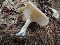 Fleischfalber Trichterling, Foto 8