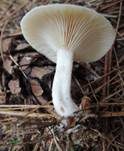 Fleischfalber Trichterling, Foto 10