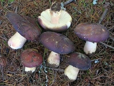 Fleischfarbener Heringstäubling, Foto 2