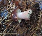 Fleischfarbener Heringstäubling, Foto 12