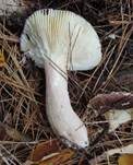 Fleischfarbener Heringstäubling, Foto 13