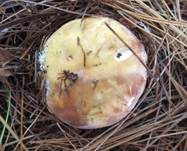 Fleischfarbener Heringstäubling, Foto 14
