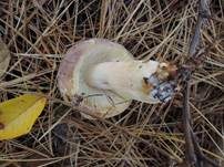 Fleischfarbener Heringstäubling, Foto 15