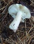 Fleischfarbener Heringstäubling, Foto 18