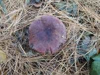 Fleischfarbener Heringstäubling, Foto 19