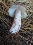 Fleischfarbener Heringstäubling, Foto 20