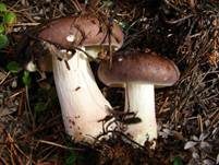 Fleischfarbener Heringstäubling, Foto 6