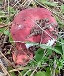 Fleischfarbener Heringstäubling, Foto 9