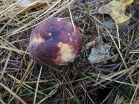 Fleischfarbener Heringstäubling, Foto 11