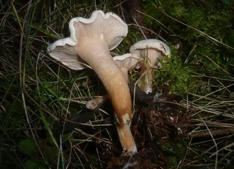 Fleischfarbener Filzkrempling, Foto 3
