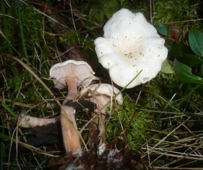 Fleischfarbener Filzkrempling, Foto 4