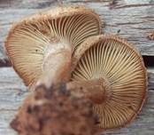 Fleischfarbener Filzkrempling, Foto 8