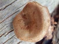 Fleischfarbener Filzkrempling, Foto 9