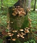 Fleischfarbener Hallimasch, Foto 34