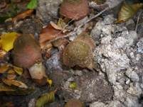 Fleischfarbener Hallimasch, Foto 9