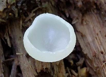 Ausgebreiteter Becherling, Foto 5