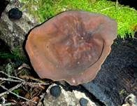 Ausgebreiteter Becherling, Foto 6
