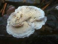 Fleischgrauer Knorpelporling, Foto 7