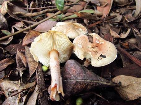 Fleischrosa Schirmling, Foto 2