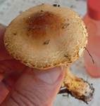 Fleischrosa Schirmling, Foto 12